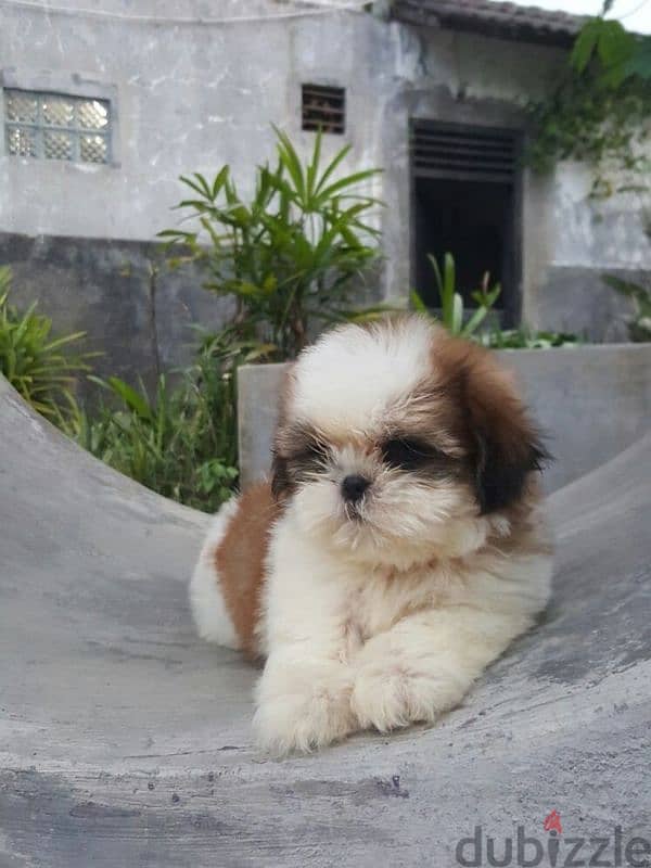 Charming Shih TZu Puppies Available-High Quality Pet 0