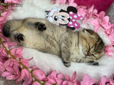 Scottish Golden Chinchilla kittens