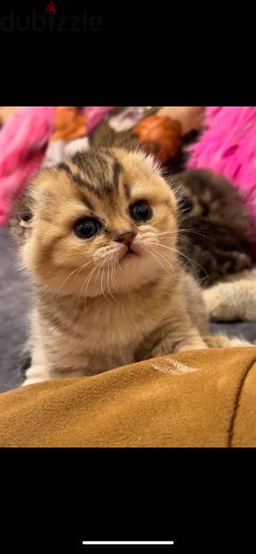 Scottish Golden Chinchilla kittens 9