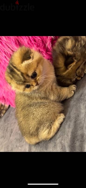 Scottish Golden Chinchilla kittens 10