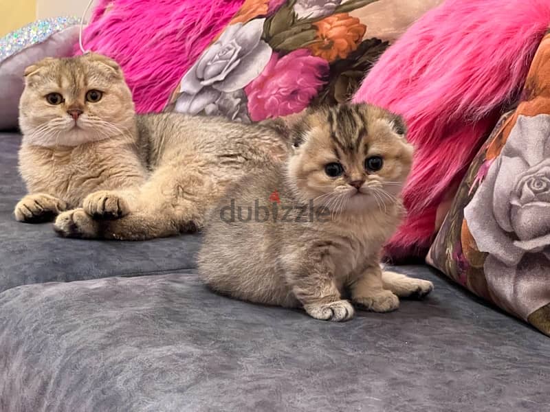 Scottish Golden Chinchilla kittens 12