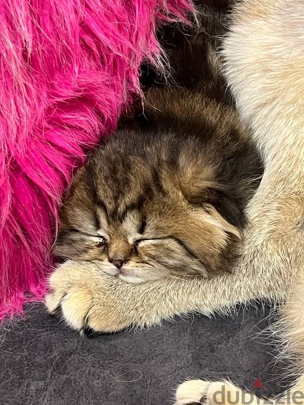 Scottish Golden Chinchilla kittens 14