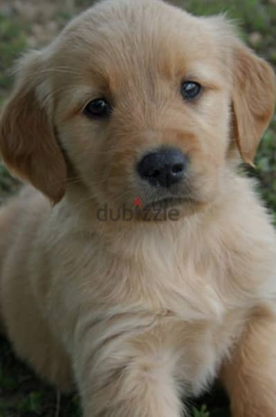 golden retriever