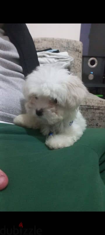 maltese puppy