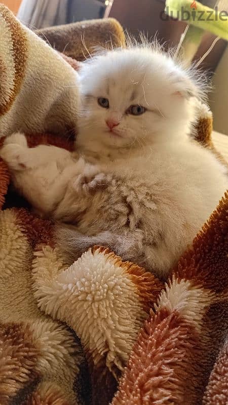 Ragdoll Kitten 5