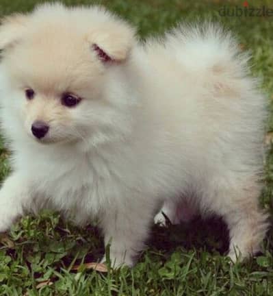 loulou Pomeranian 60 days available