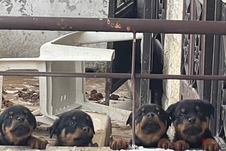 rottweiler puppies