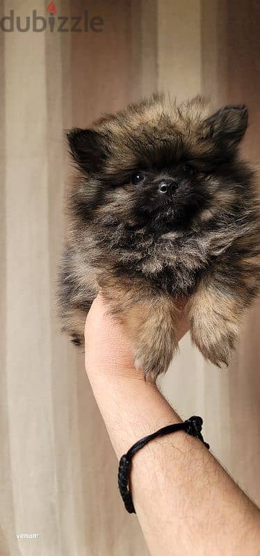 pomeranian teacup toy face 0