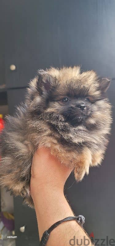 pomeranian teacup toy face 2