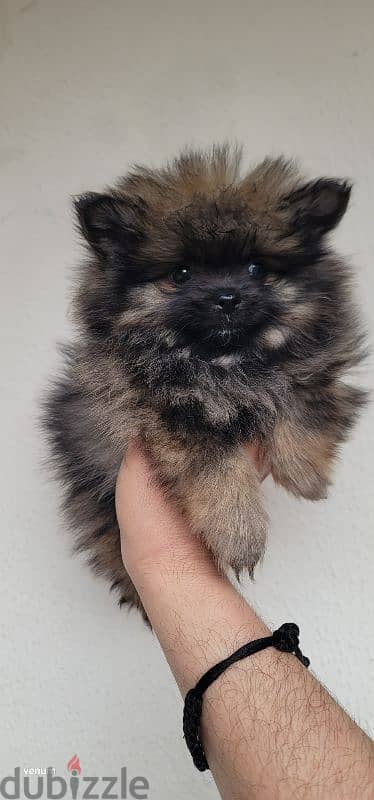 pomeranian teacup toy face 6