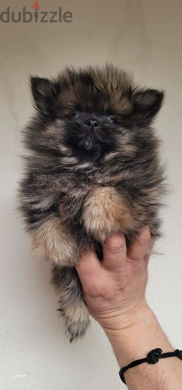 pomeranian teacup toy face 7