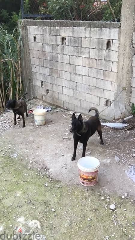 malinois puppies 1