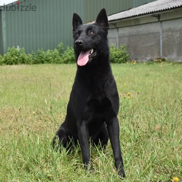 malinois puppies 2