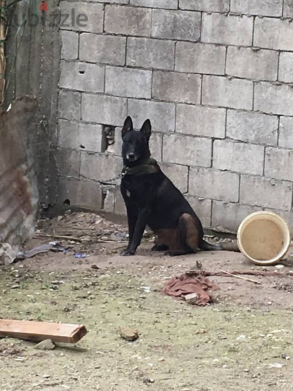 malinois puppies 4