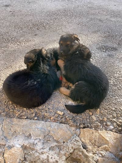 pedigree German shepherd