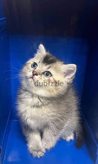 British Scottish Kitten