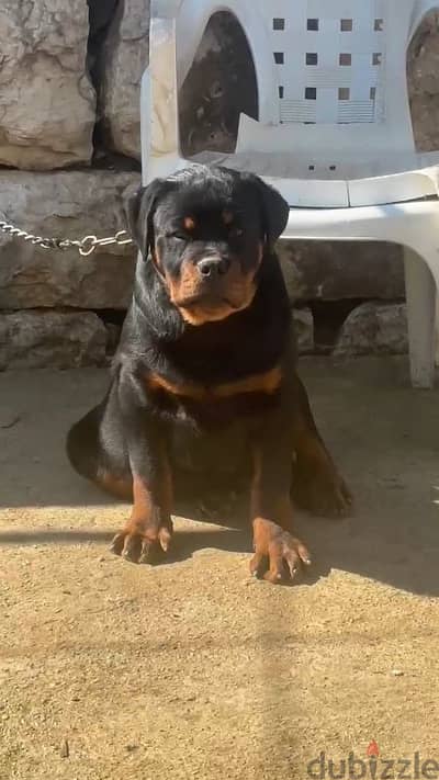 rottweiler blood champion Serbia