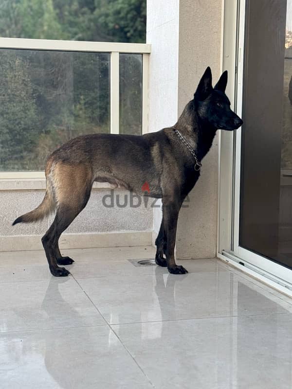 malinois male 2