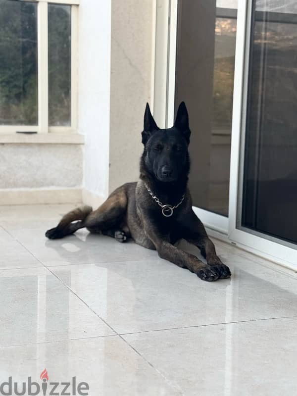 malinois male 3