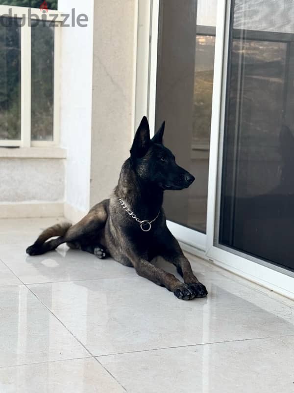 malinois male 4