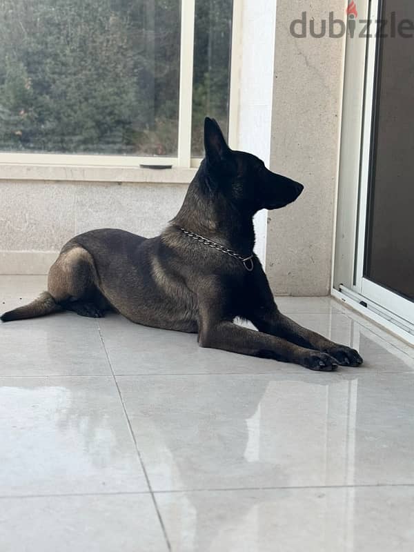 malinois male 5