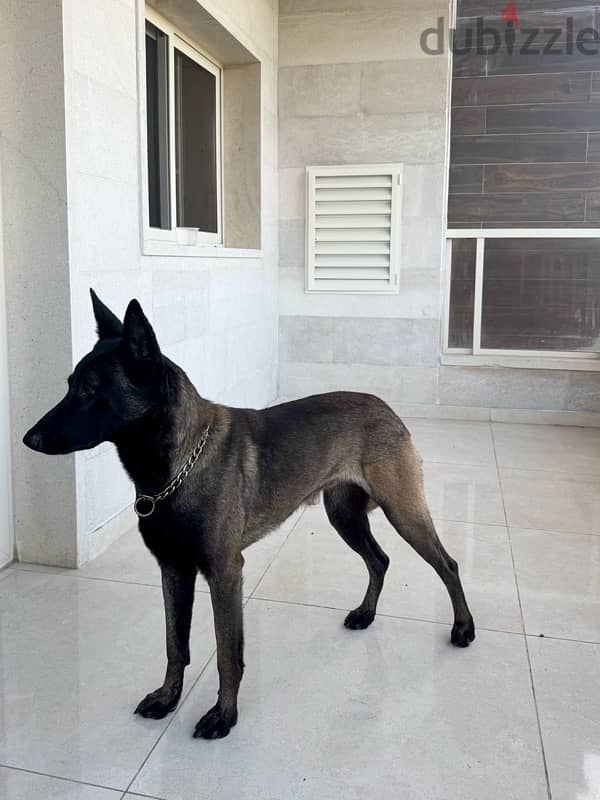 malinois male 6