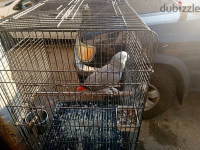 Parrot for sale