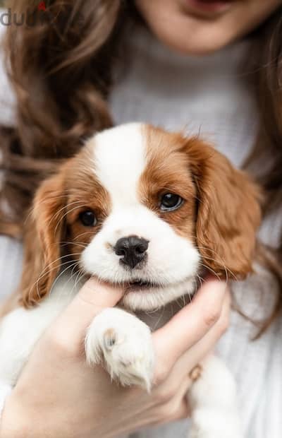 cavalier King Charles