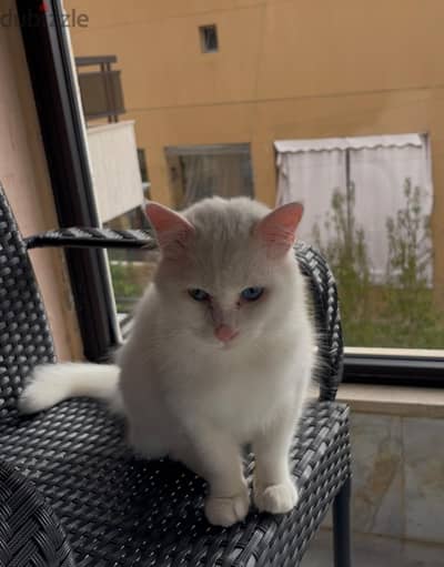 Turkish Angora, 15 months old