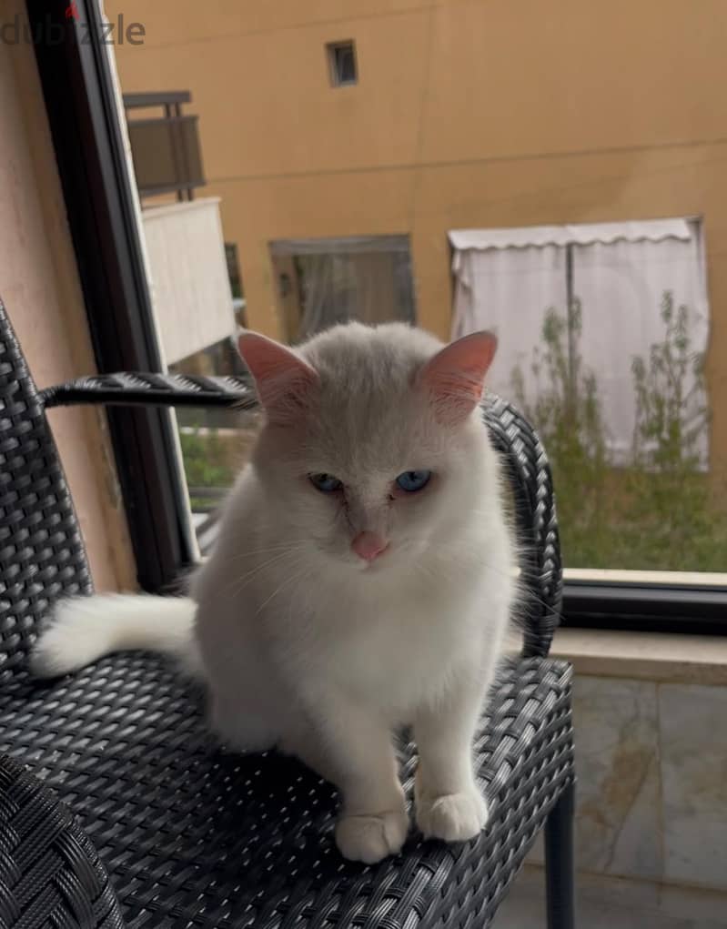 Turkish Angora, 15 months old 0