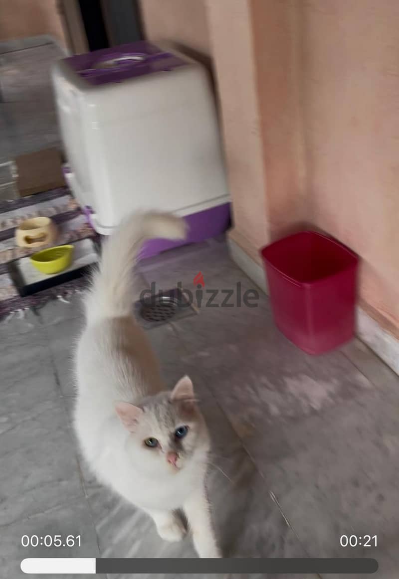 Turkish Angora, 15 months old 2