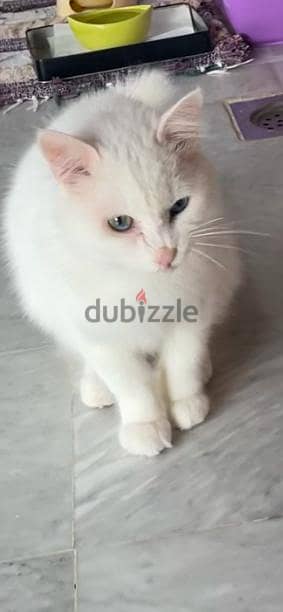 Turkish Angora, 15 months old 3