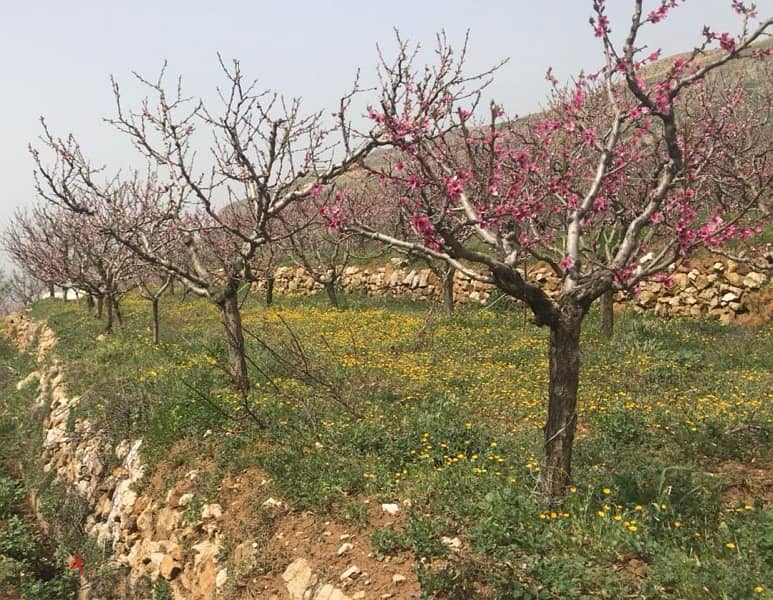 ارض للبيع في عين زحلتا الشوف land for sale in ain zahlta shouf 1