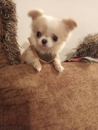 mini Chihuahua