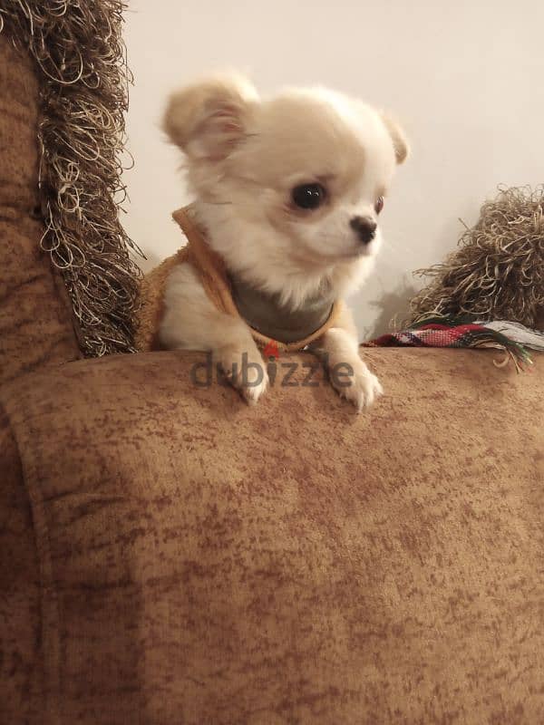 mini Chihuahua 2