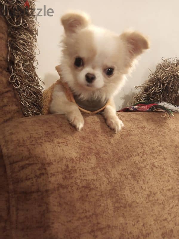 mini Chihuahua 3