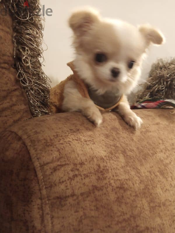 mini Chihuahua 4