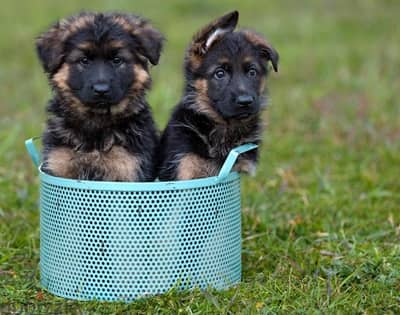 German shepherd puppies