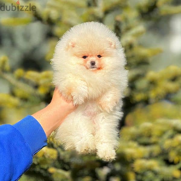 Pomeranian boo 1