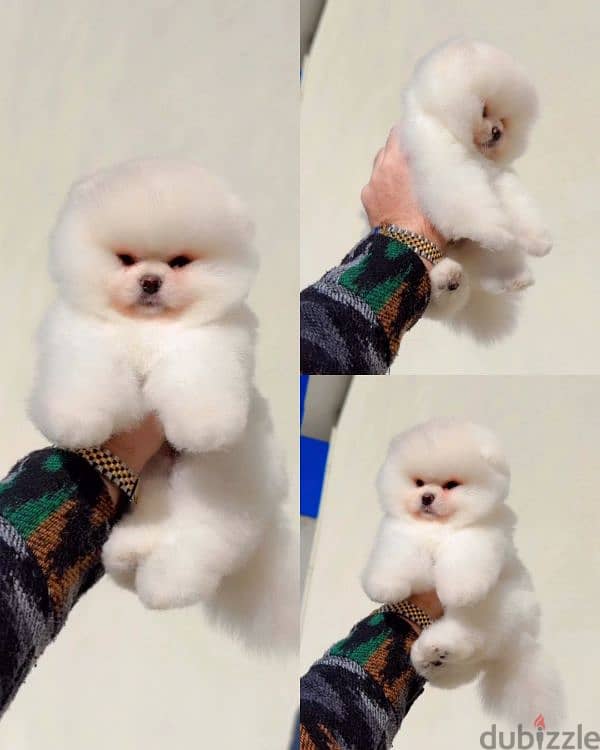 Pomeranian boo 2