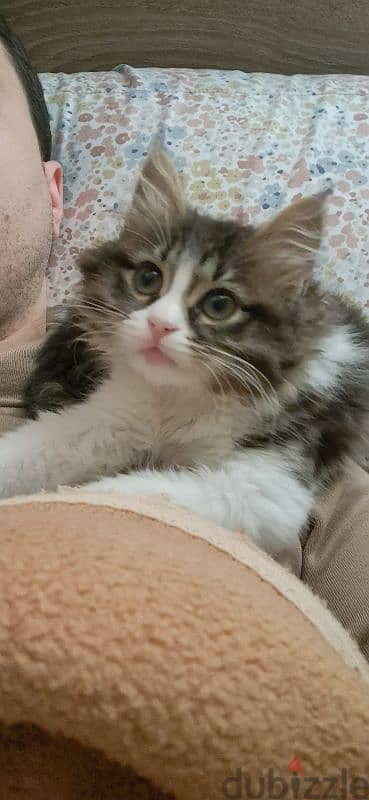 ragamuffin female cat for sale 1