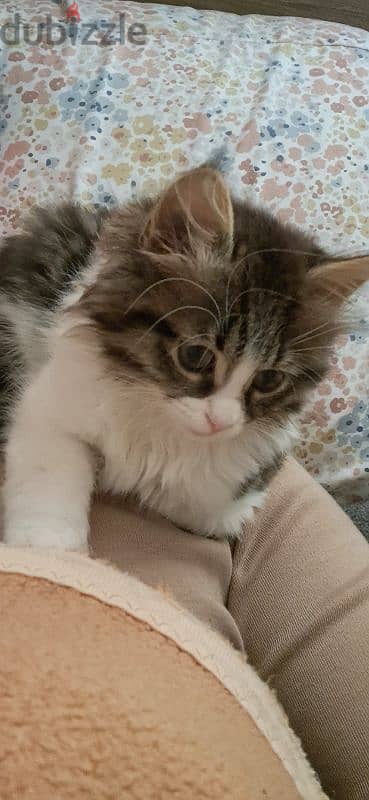 ragamuffin female cat for sale 2