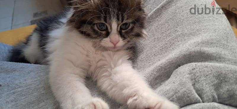 ragamuffin female cat for sale 4