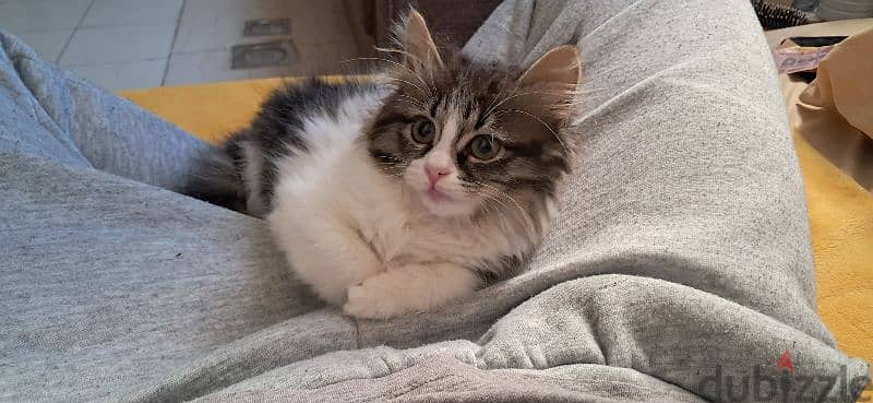 ragamuffin female cat for sale 5