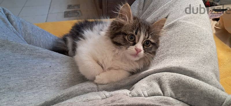 ragamuffin female cat for sale 6