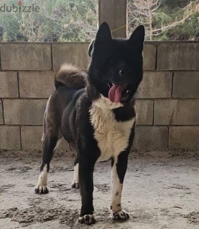 American akita