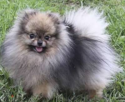 pomeranian teacup toy