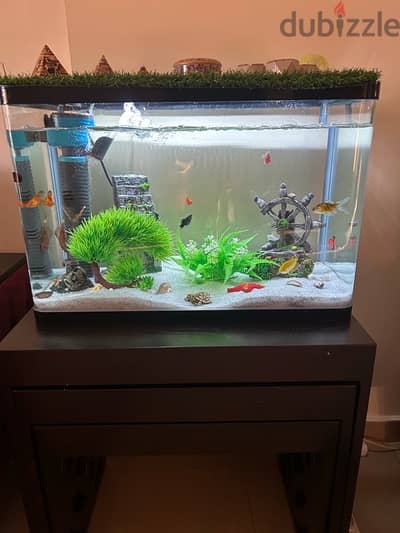 Aquarium for Sale