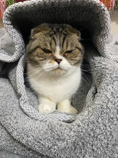 Sleepy Scottish Fold