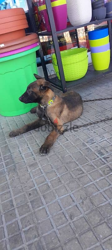 malinois 1